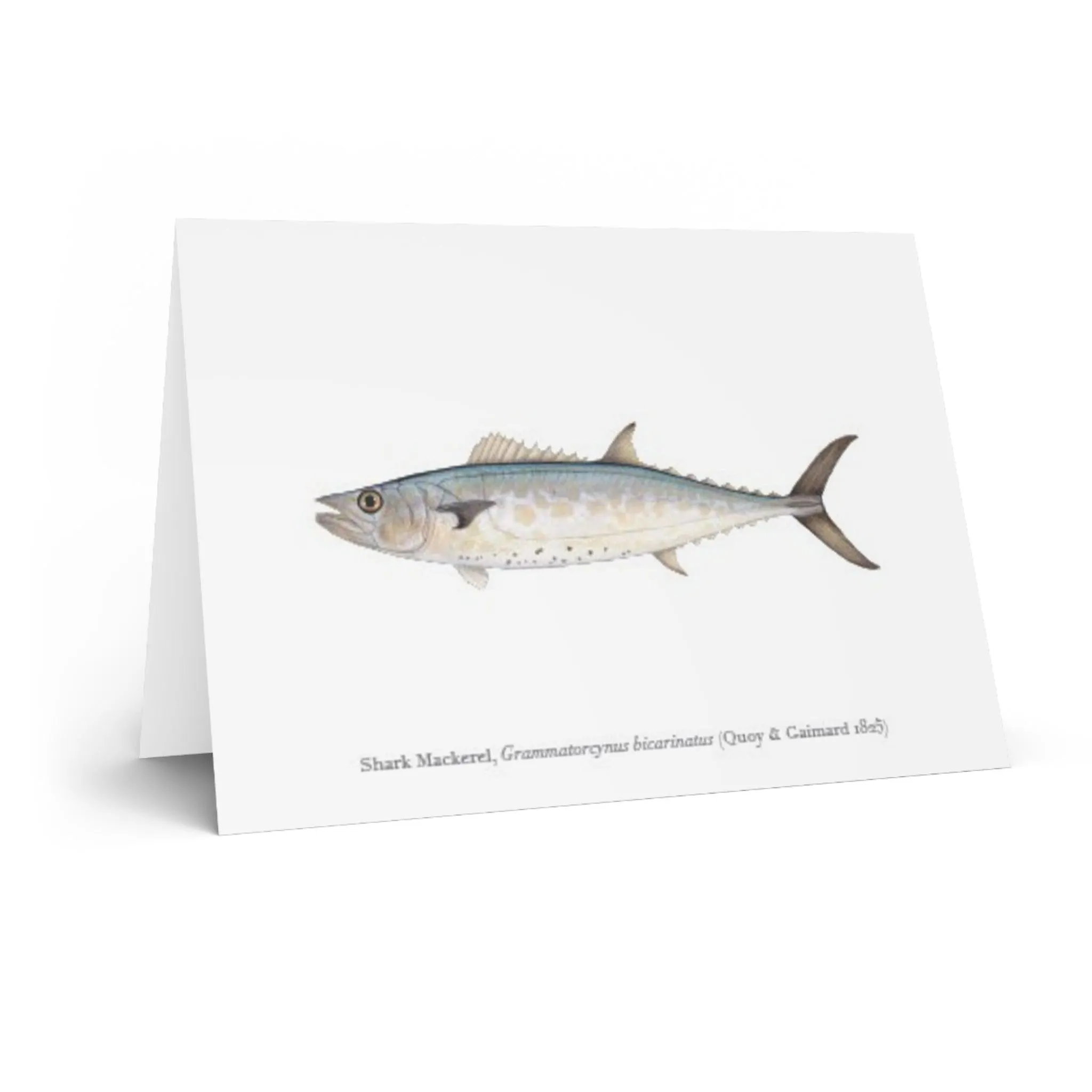 Shark Mackerel Greeting Card
