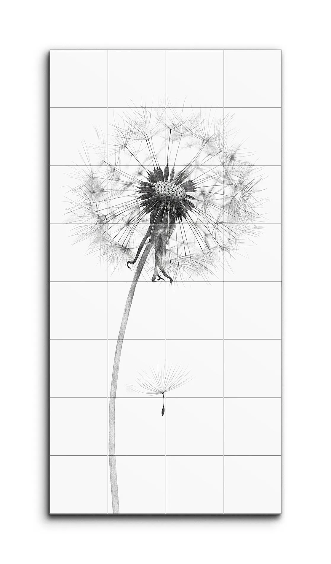 Timeless Elegance: Dandelion in Seed Phase