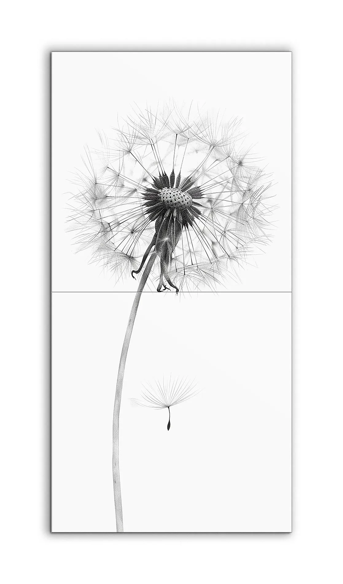 Timeless Elegance: Dandelion in Seed Phase
